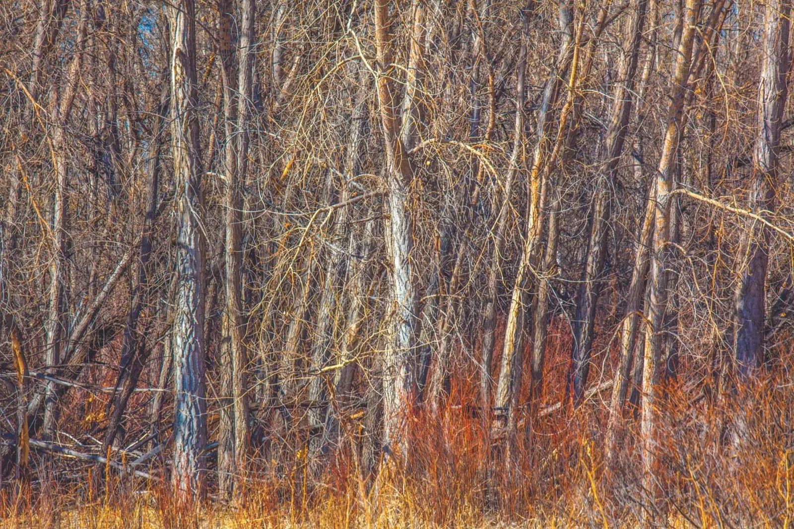 Alberi di Denver pellicola backlit da Dave Hare Photography