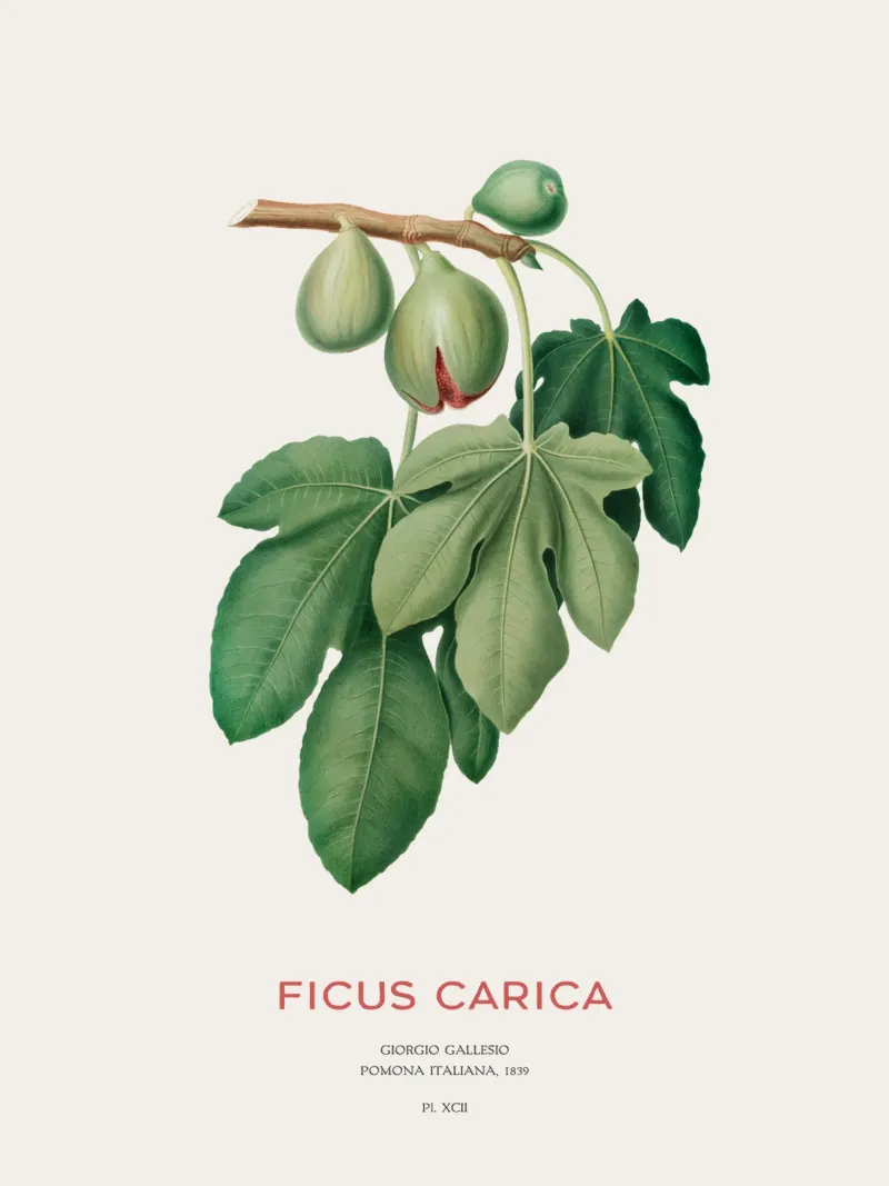 Ficus Carica o Fico pellicola backlit da Vintagrafica