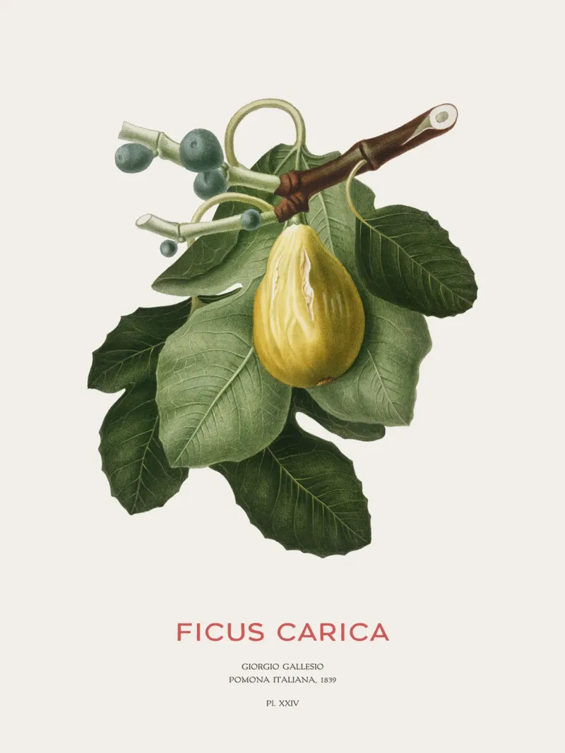 Fico o Ficus Carica pellicola backlit da Vintagrafica