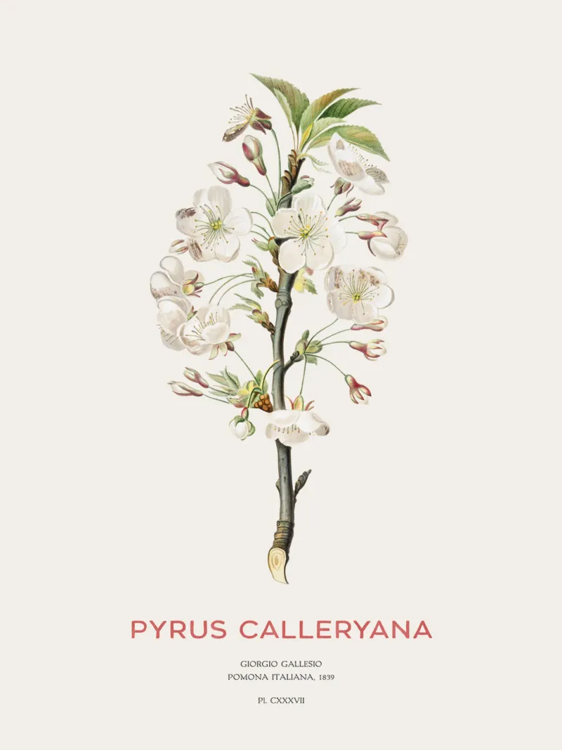 Felsenbirne oder Pyrus calleryana Hahnemühle von Vintagrafica