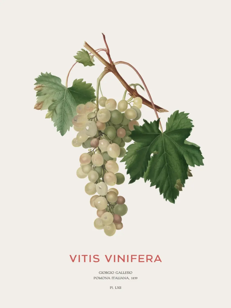Vite comune o Vitis vinifera pellicola backlit da Vintagrafica