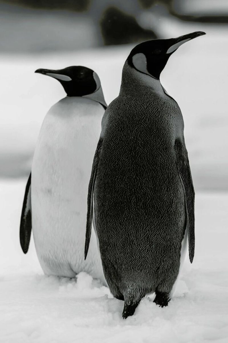 The Penguins pellicola backlit da Studio One