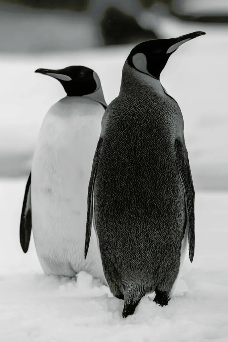 The Penguins carta hahnemühle da Studio One