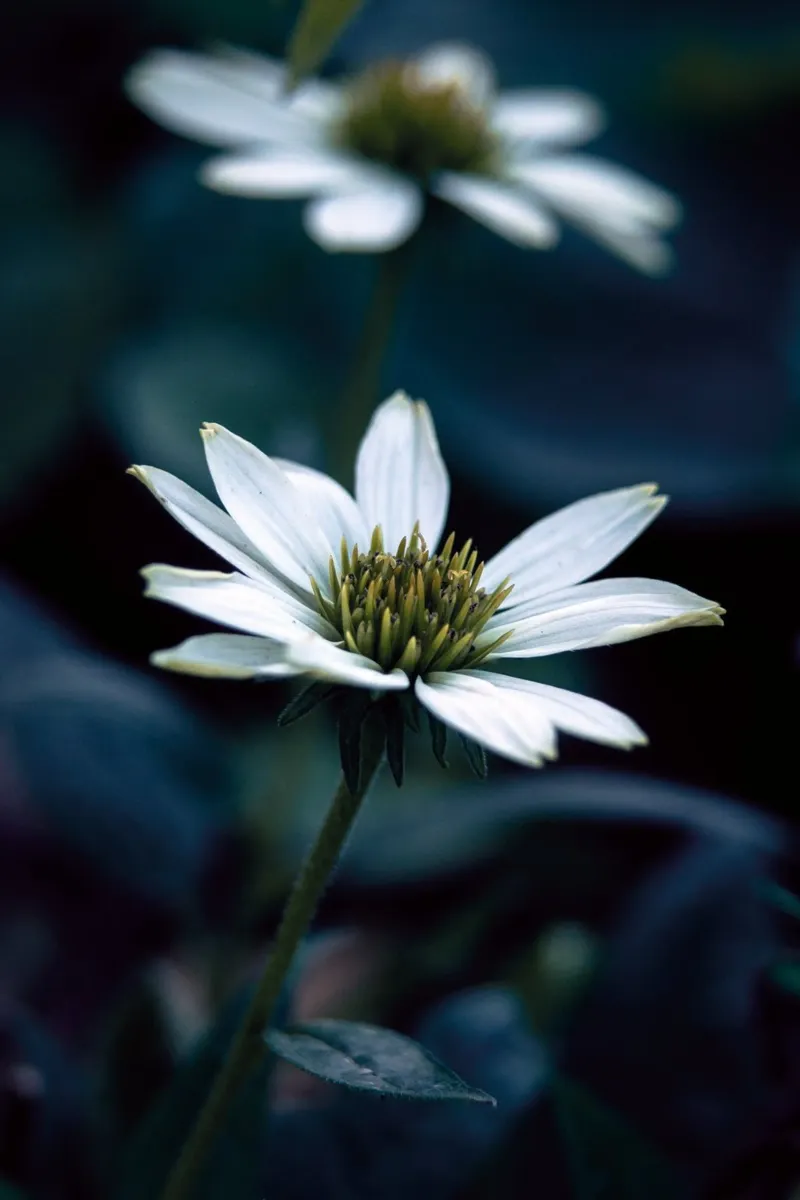 White echinacea flower photo poster poster by Neige Nature Capture
