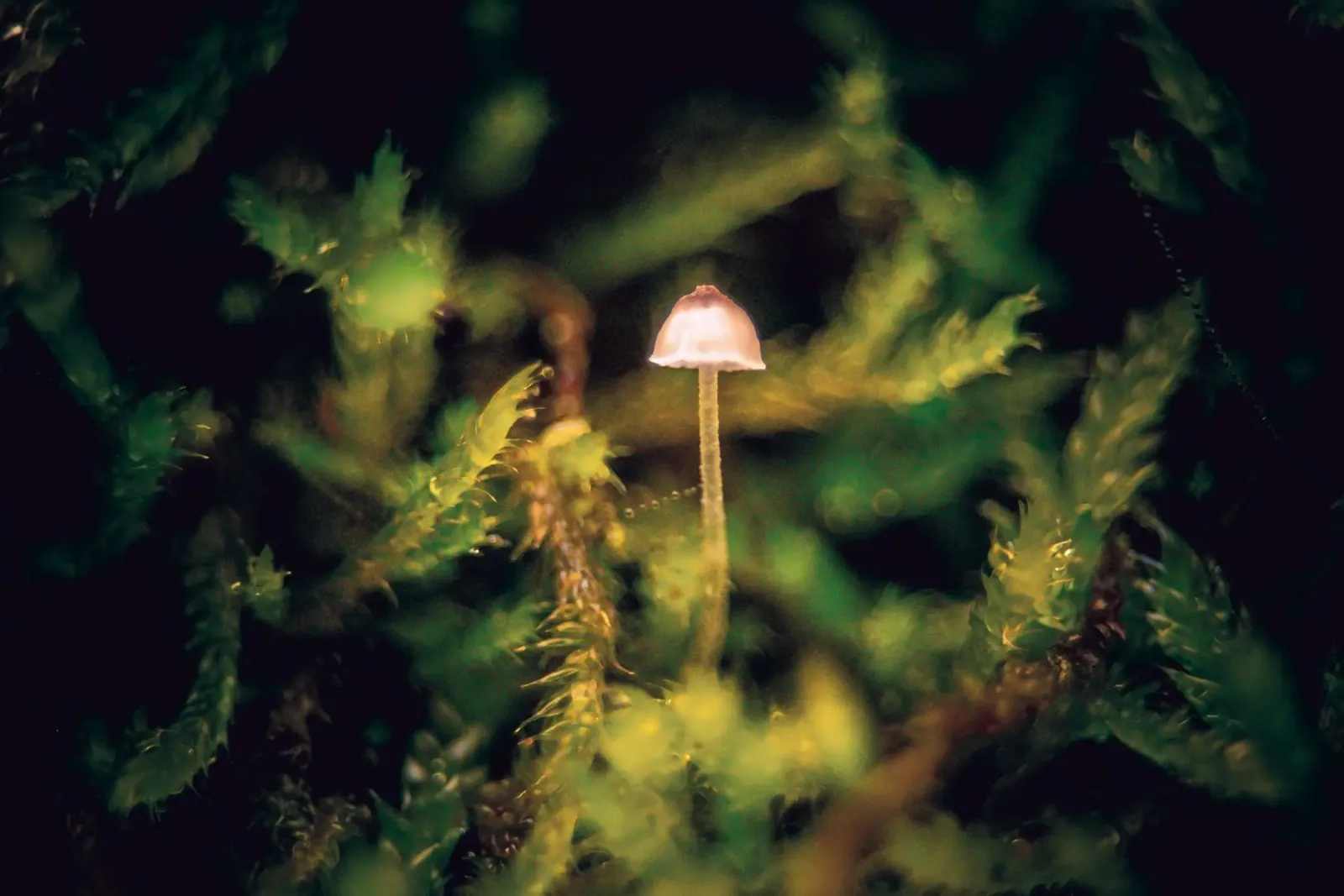 Photo of a small mushroom in the moss poster by Neige Nature Capture