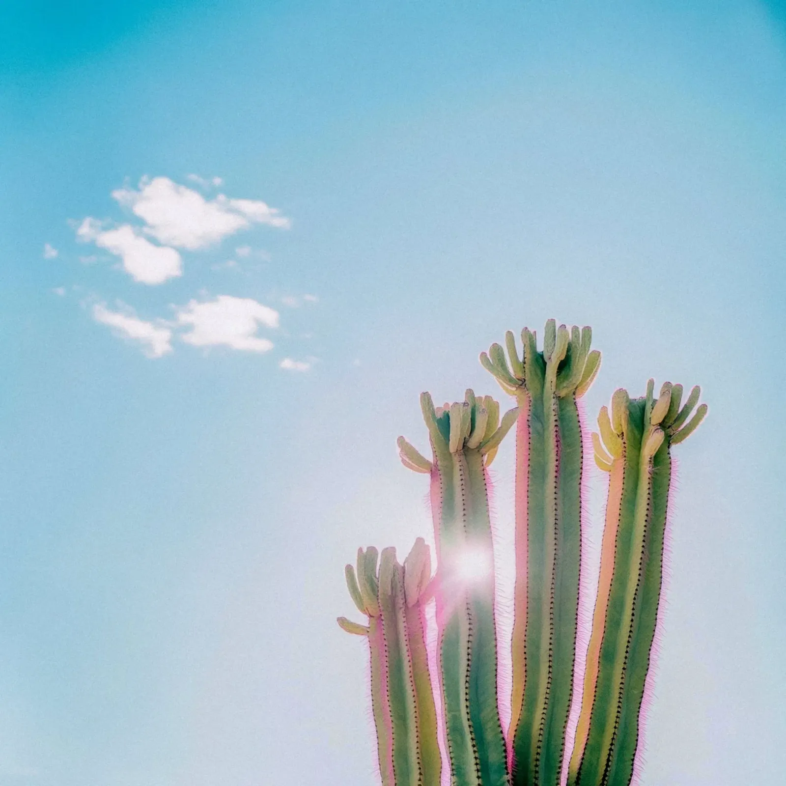 79 pellicola backlit da Pink California | Affiches & Posters