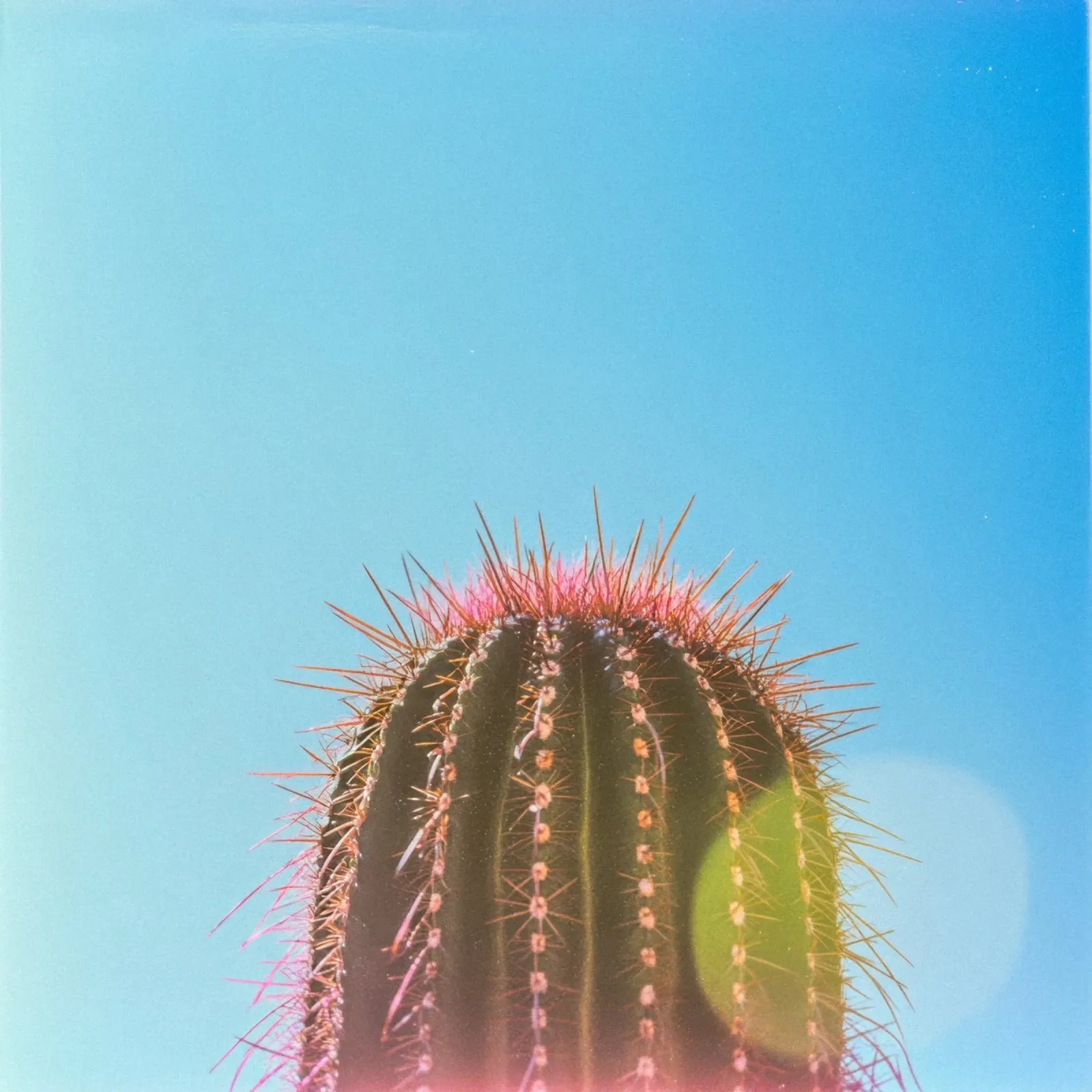 80 pellicola backlit da Pink California | Affiches & Posters