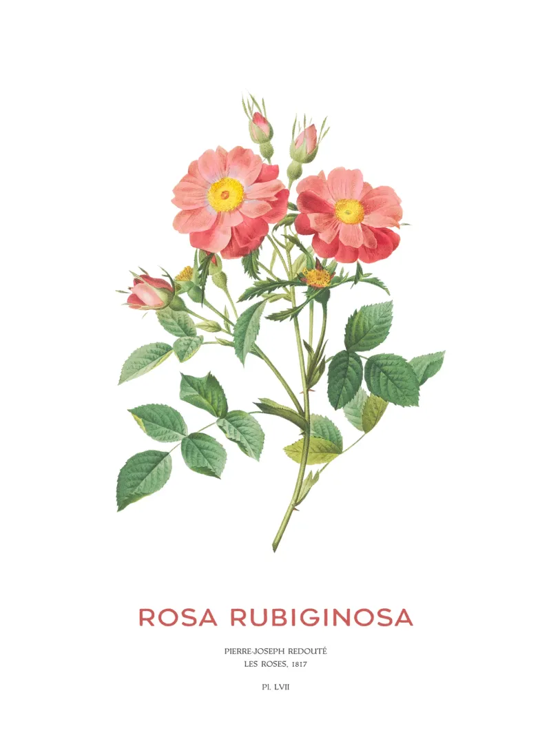 Süßer Dornbusch oder Rosa Rubiginosa Leinwand mit Schattenfugenrahmen von Vintagrafica