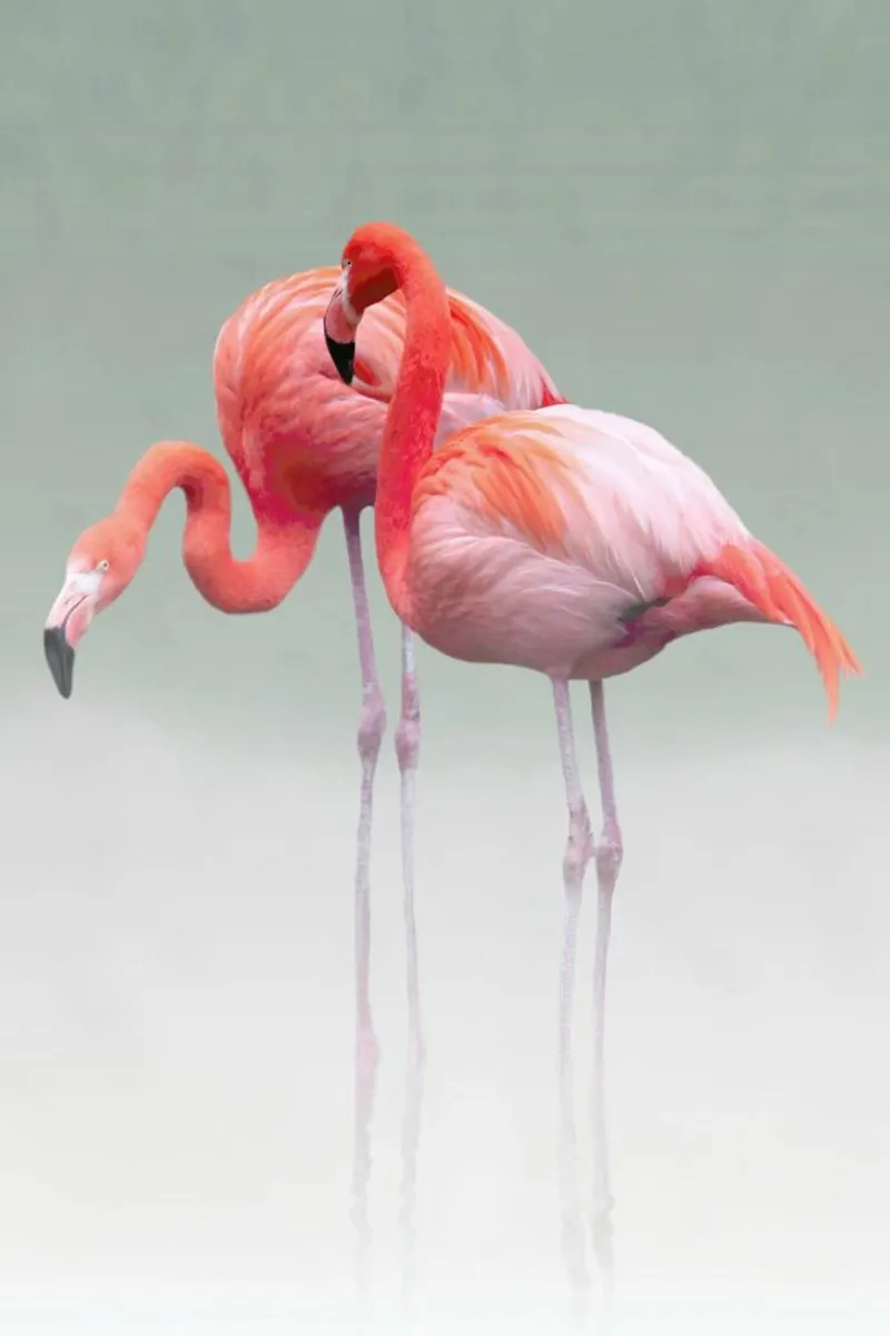 Just We Two - Anna Cseresnjes plexiglass da Pictufy