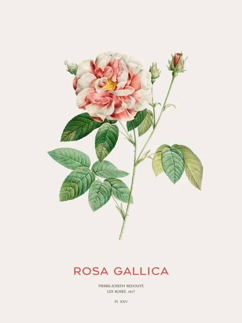 Rosa francese o Rosa Gallica poster con telaio in alluminio da Vintagrafica