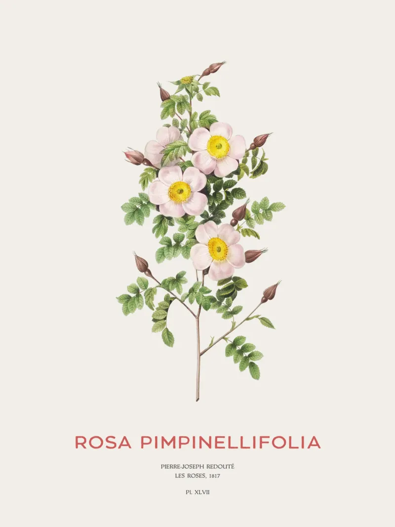 Rosa Burnet o Rosa Pimpinellifolia pellicola backlit da Vintagrafica