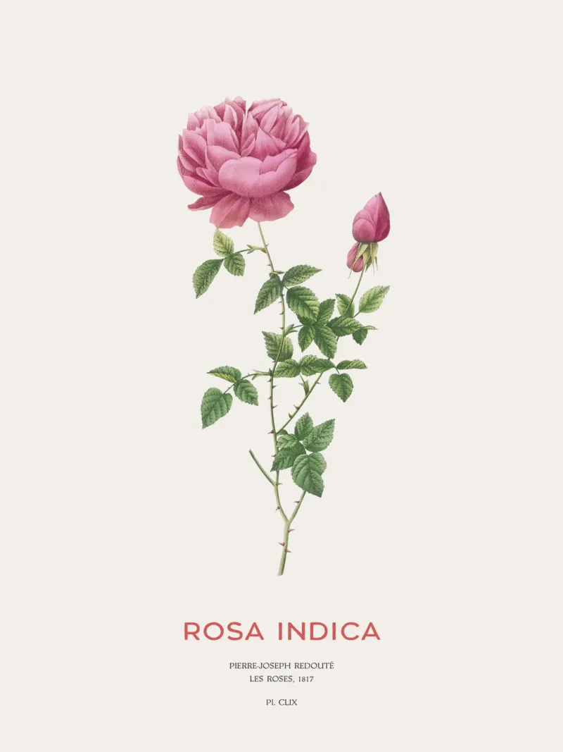 Indische duftende Rose oder Rosa Indica Leinwand mit Schattenfugenrahmen von Vintagrafica