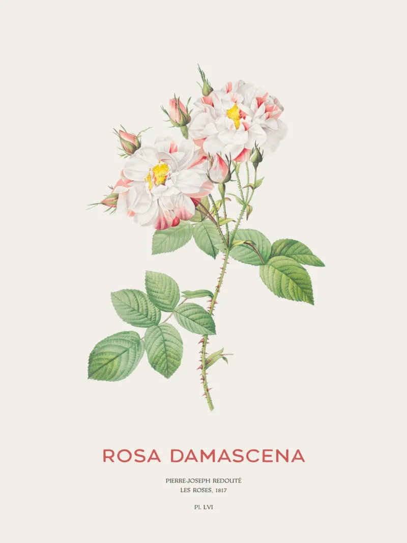 Damastroos of Rosa Damascena canvas met Baklijst van Vintagrafica
