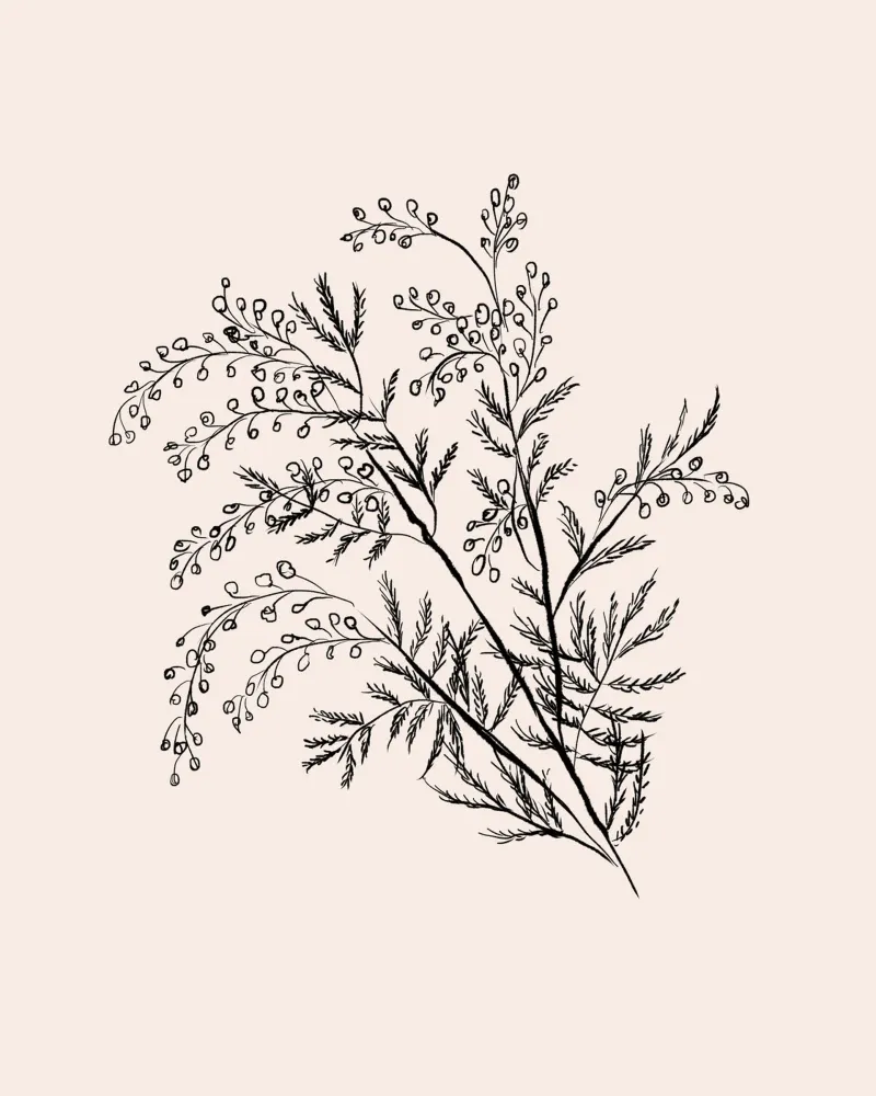 Acacia Branch Minimalist Drawing pellicola backlit da anisillustration