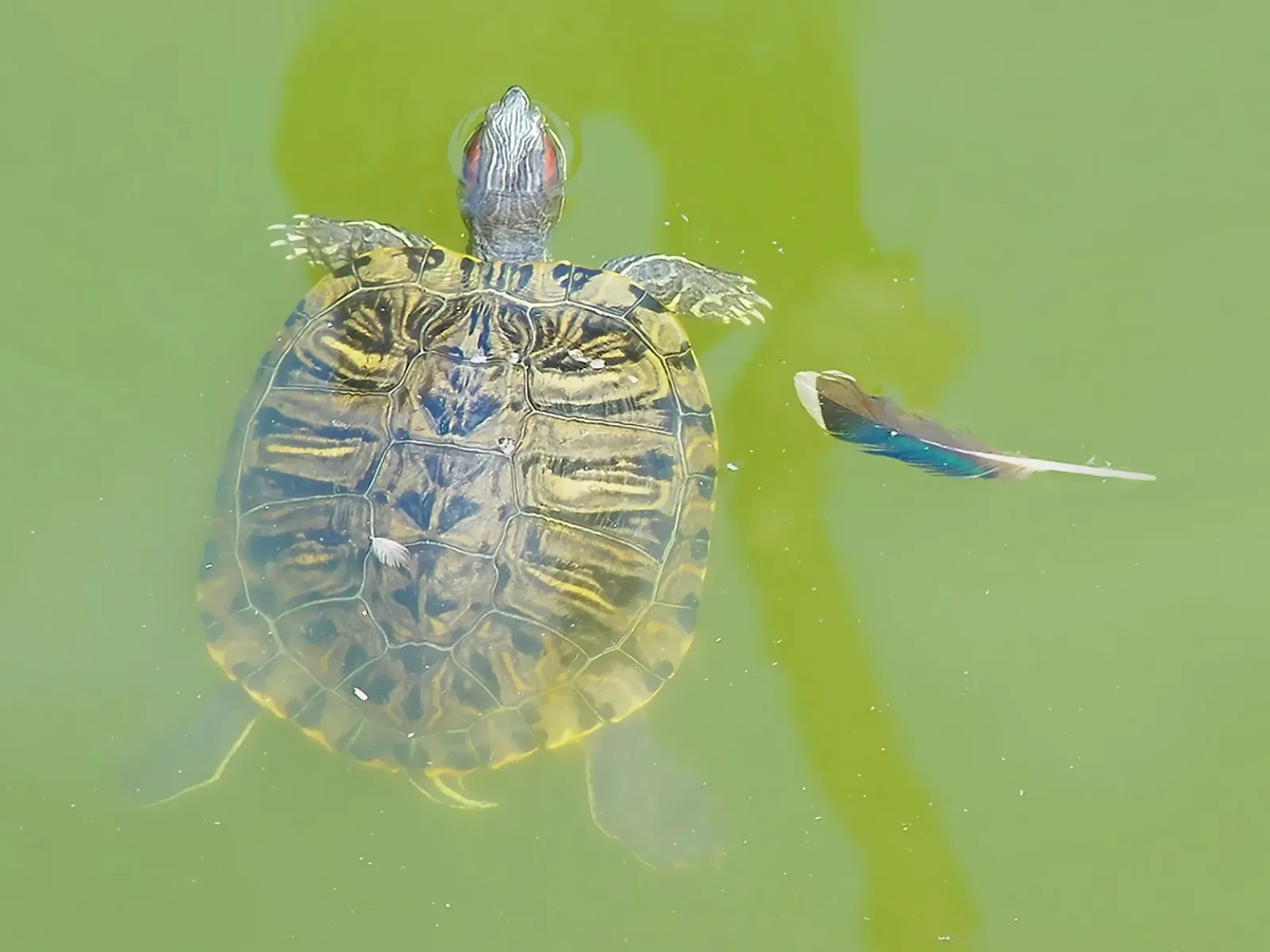 Lazy Summer Afternoon | Floating Turtle poster con telaio in plastica da menega sabidussi | moods