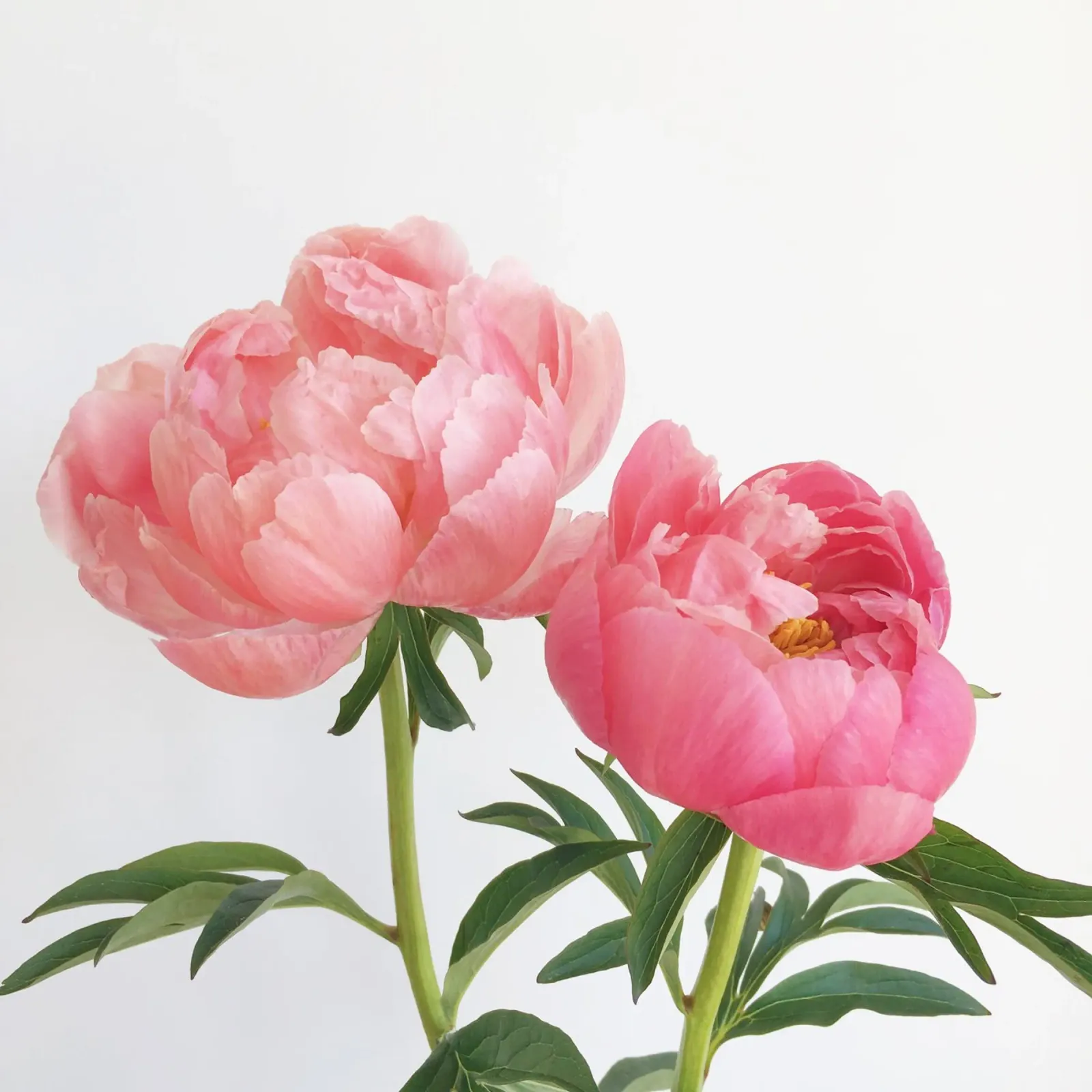 Peonie pellicola backlit da Cassia Beck Photography