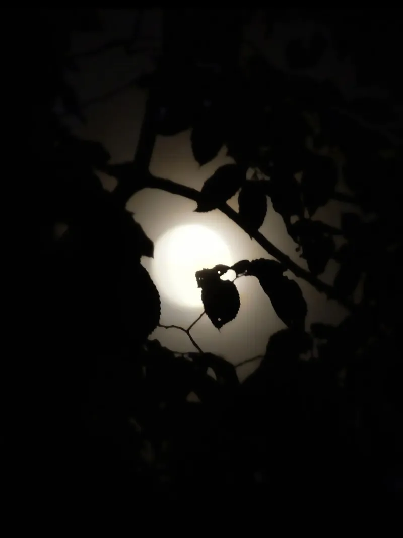 Hiding | Leaves before Moon alluminio dibond da menega sabidussi | moods