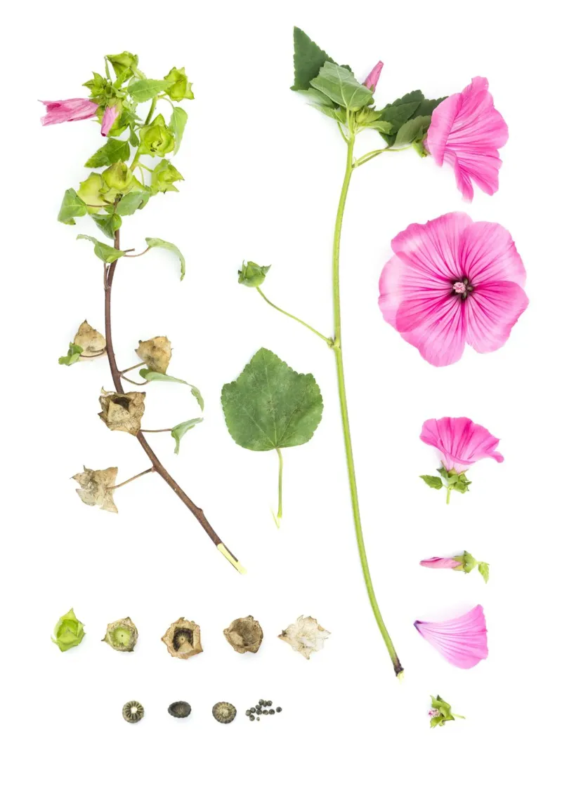 Pink Malve poster con telaio in plastica da Curious Collections by Marielle Leenders
