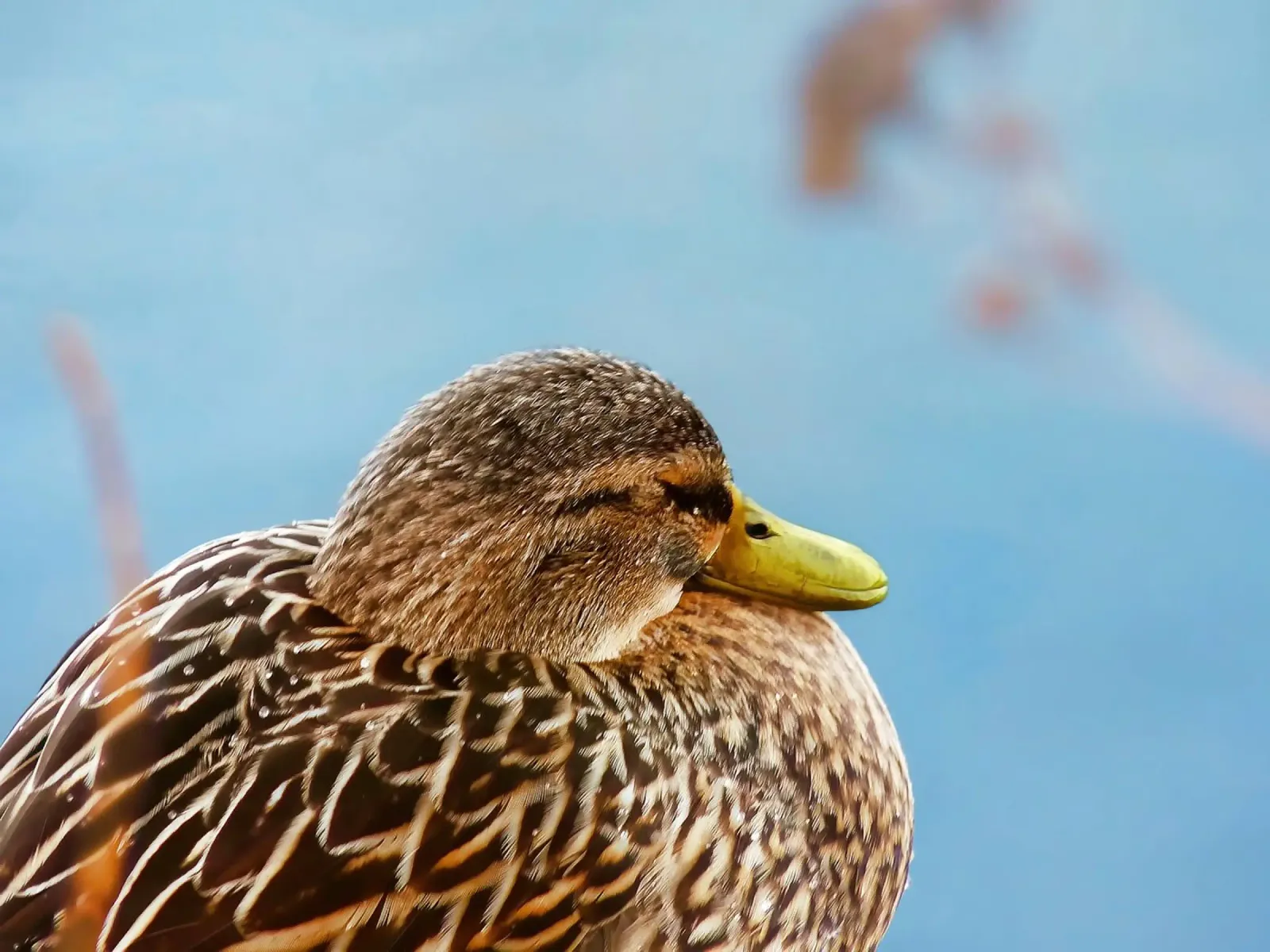 Ducks in Winter 2 | Female Poster von menega sabidussi | moods