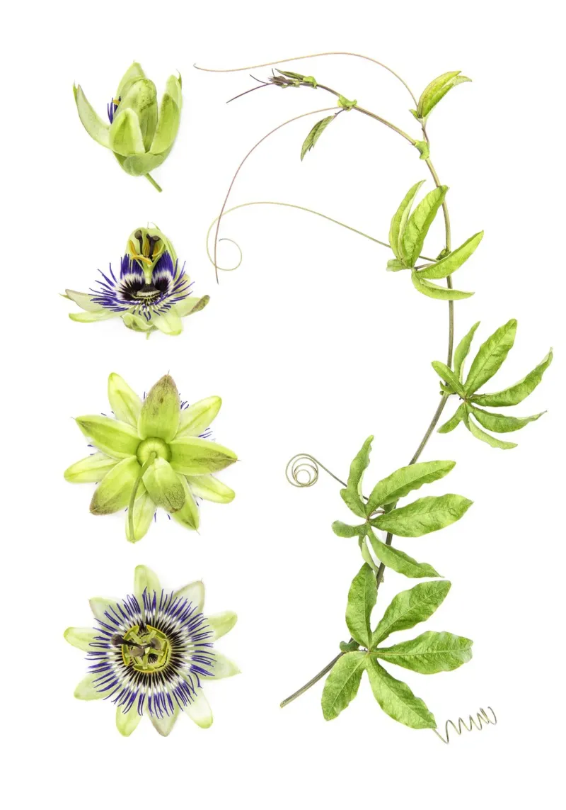Passiflora pellicola backlit da Curious Collections by Marielle Leenders