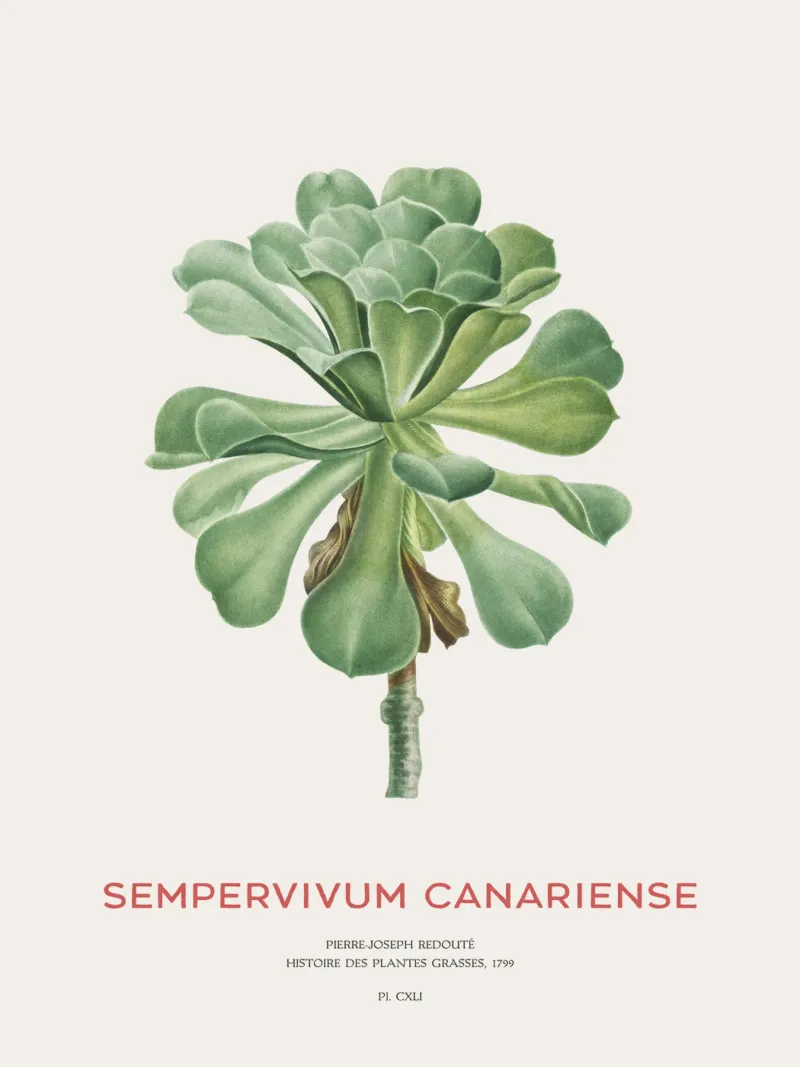 Aeonium Canariense o Sempervivum Canariense pellicola backlit da Vintagrafica