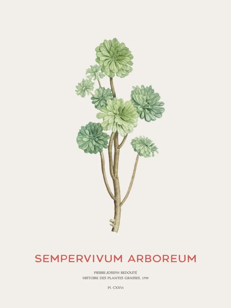 Rosa d'Irlanda o Sempervivum Arboreum pellicola backlit da Vintagrafica
