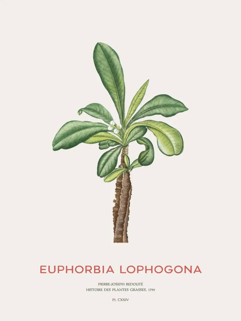 Randramboay oder Euphorbia Lophogona Hahnemühle von Vintagrafica