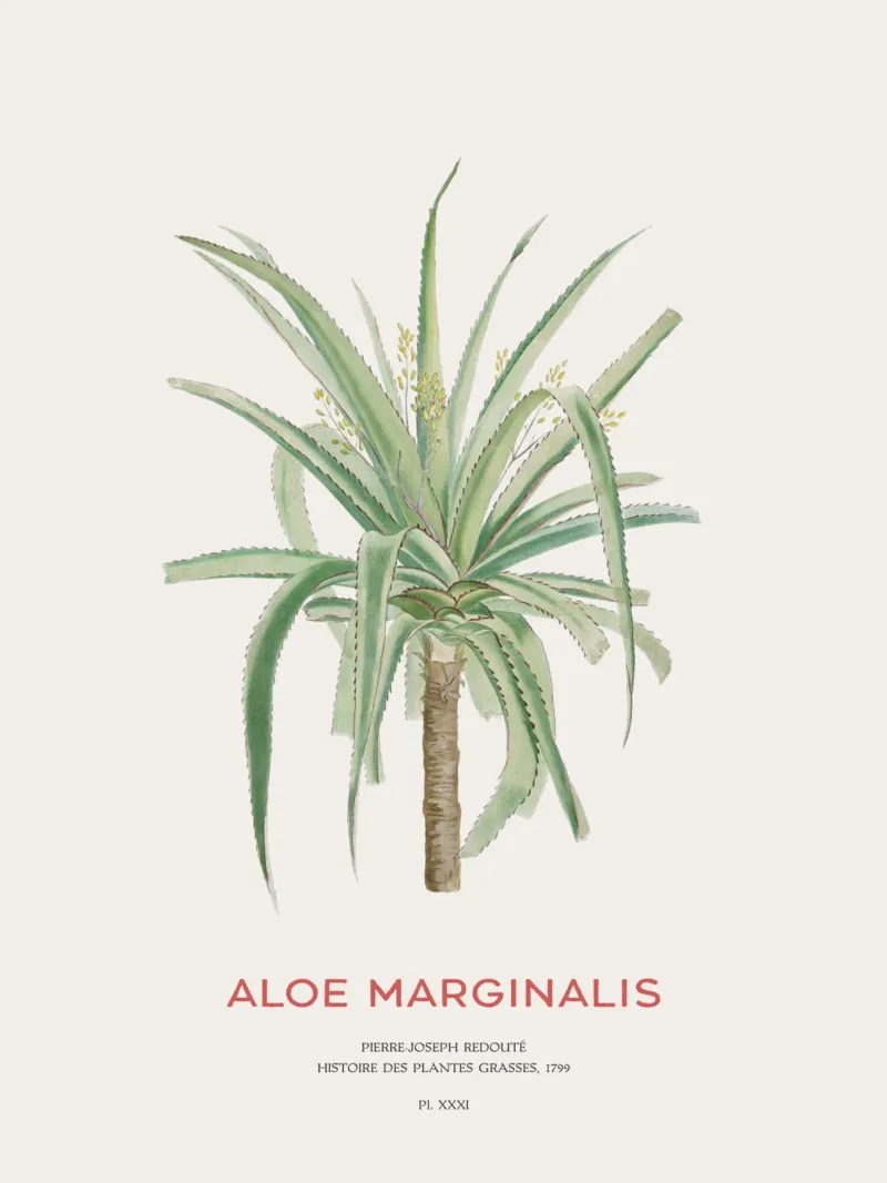 Pianta succulenta - Aloe Marginalis alluminio dibond da Vintagrafica