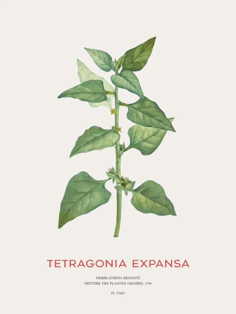 Neuseeländischer Spinat oder Tetragonia Expansa Hahnemühle von Vintagrafica