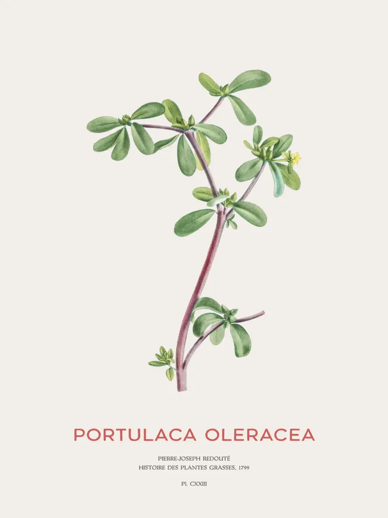 Pursley or Portulaca Oleracea backlit film by Vintagrafica