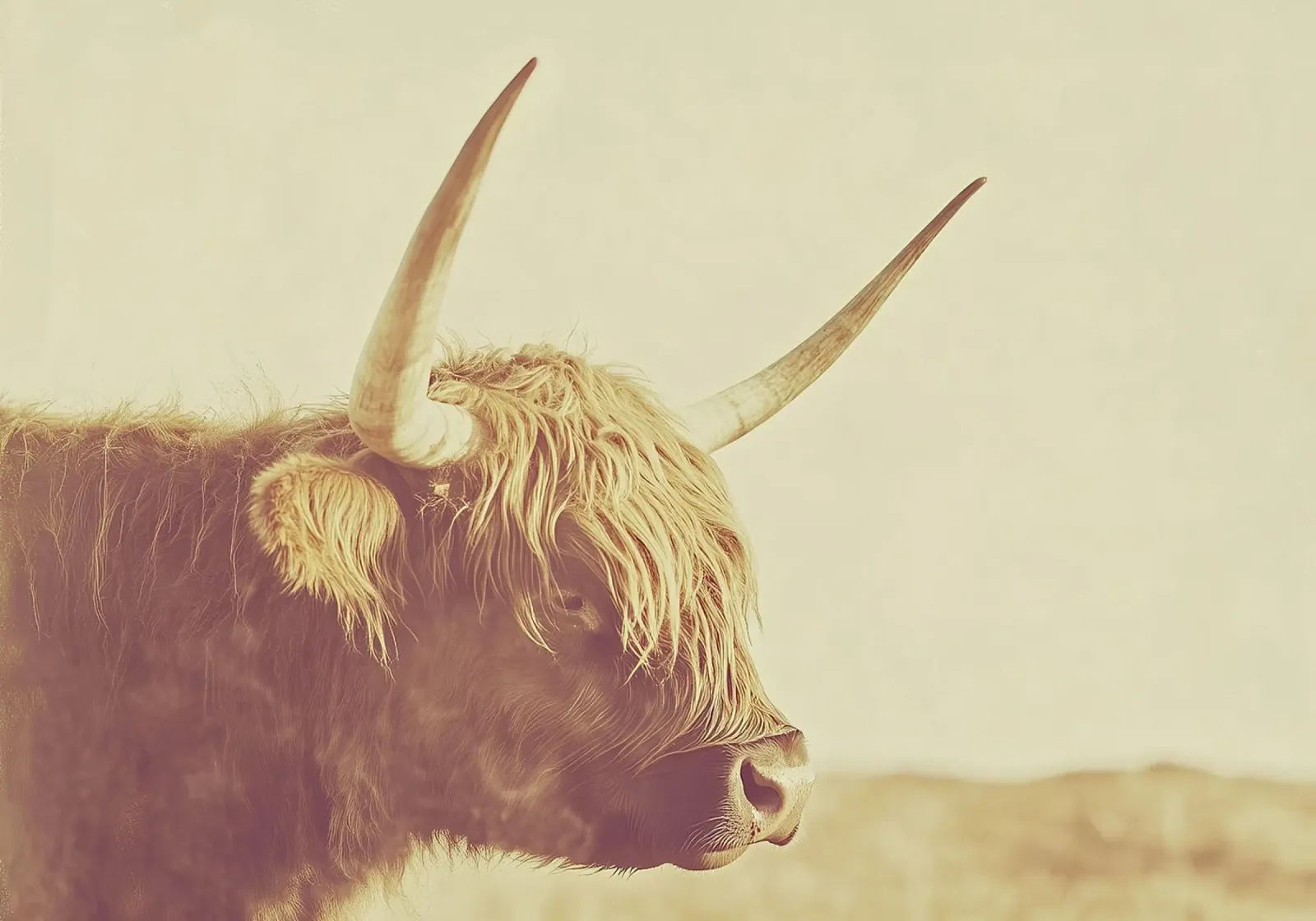 Una foto di una mucca highland di profilo, con il pelo lungo pellicola backlit da Nikis Art Studio