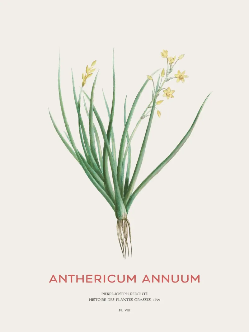 Bulbine annua or Anthericum Annuum hahnemühle by Vintagrafica