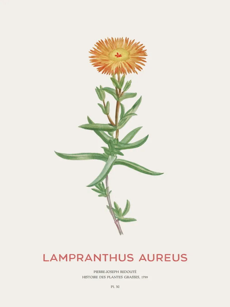 Lampranthus aureus piante grasse pellicola backlit da Vintagrafica