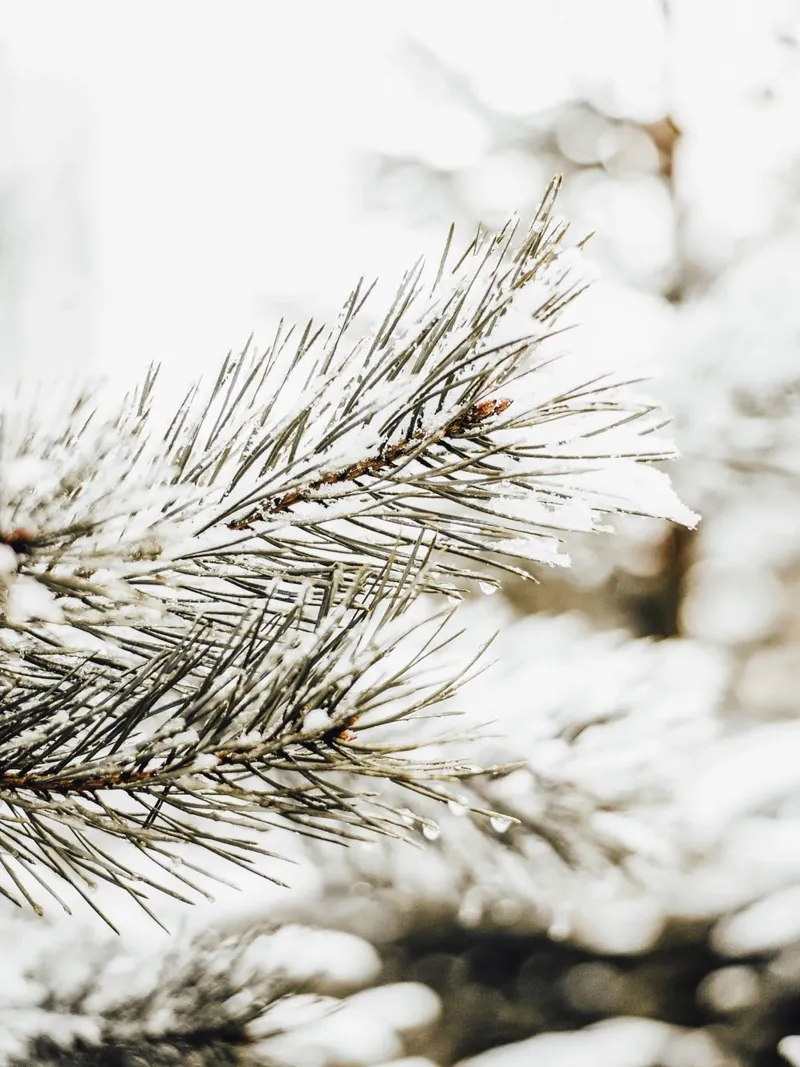 Snowy Fir Branch - Winter Botanical Art Print hahnemühle by Whole©