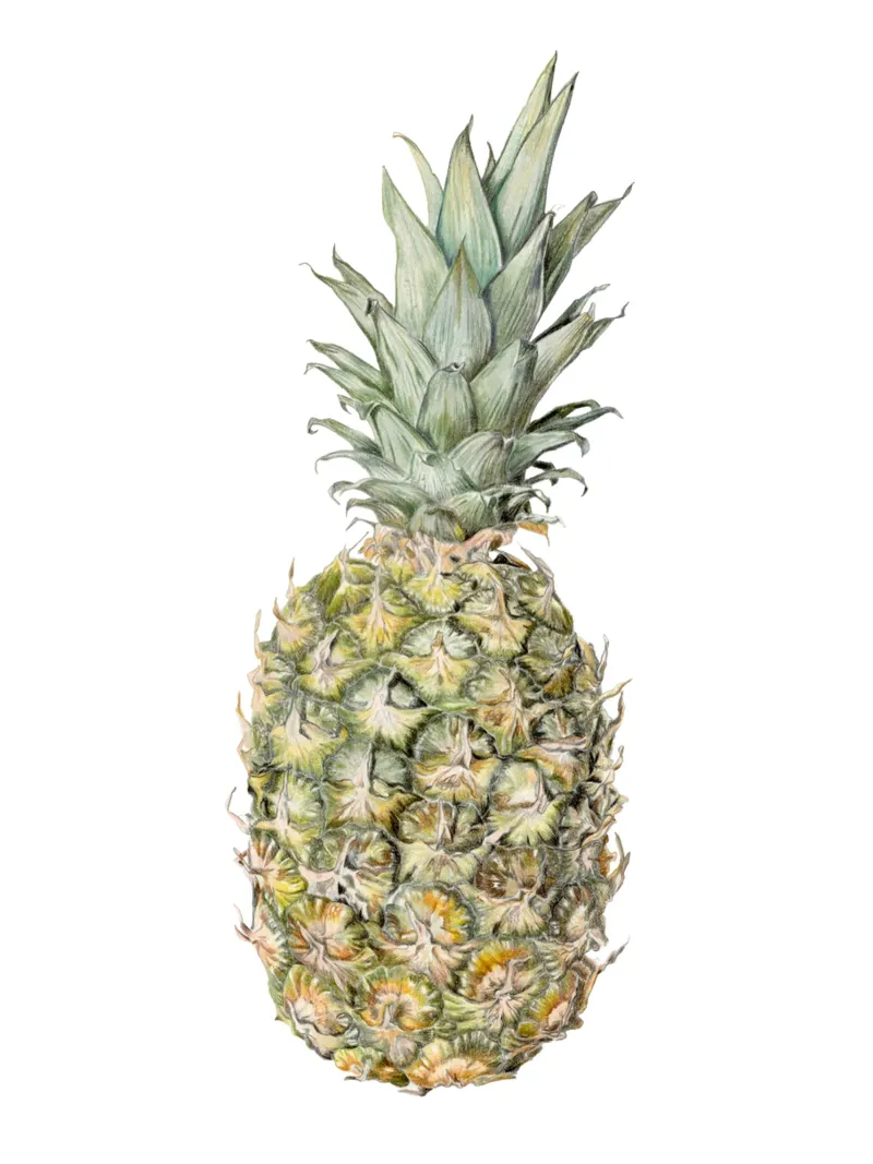 Ananas Poster mit Holzrahmen von Victoriabeyer