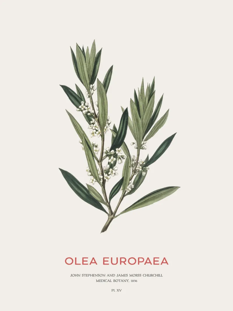 Olijf of Olea Europaea canvas met Baklijst van Vintagrafica