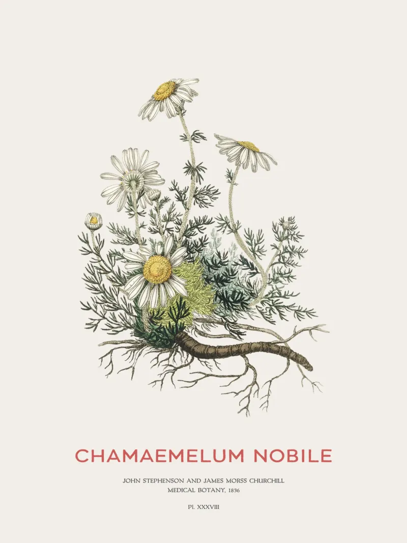 Camomilla o Chamaemelum Nobile pellicola backlit da Vintagrafica