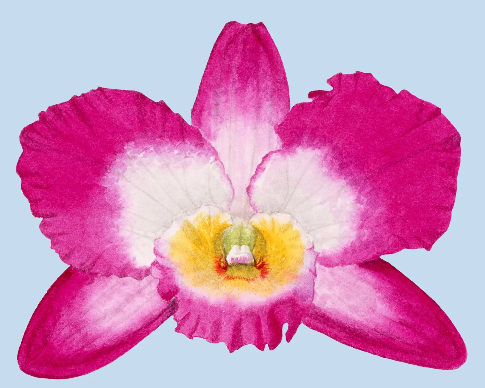 Orchid Dendro Leinwand von Victoriabeyer