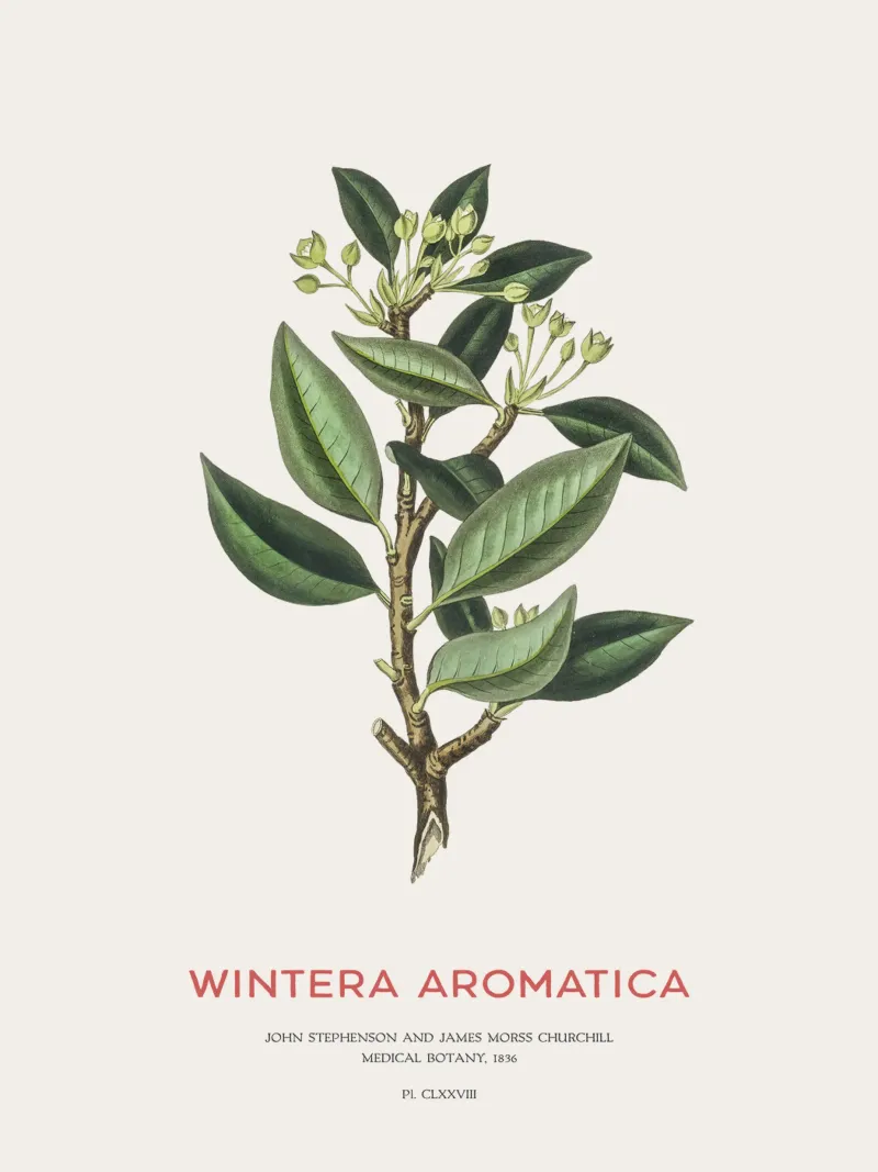 Canelo or Wintera Aromatica pellicola backlit da Vintagrafica