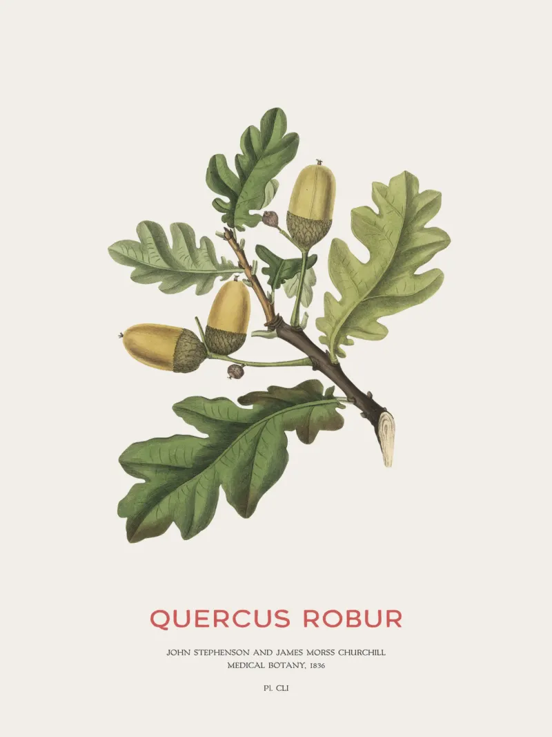 Quercia inglese o Quercus Robur pellicola backlit da Vintagrafica