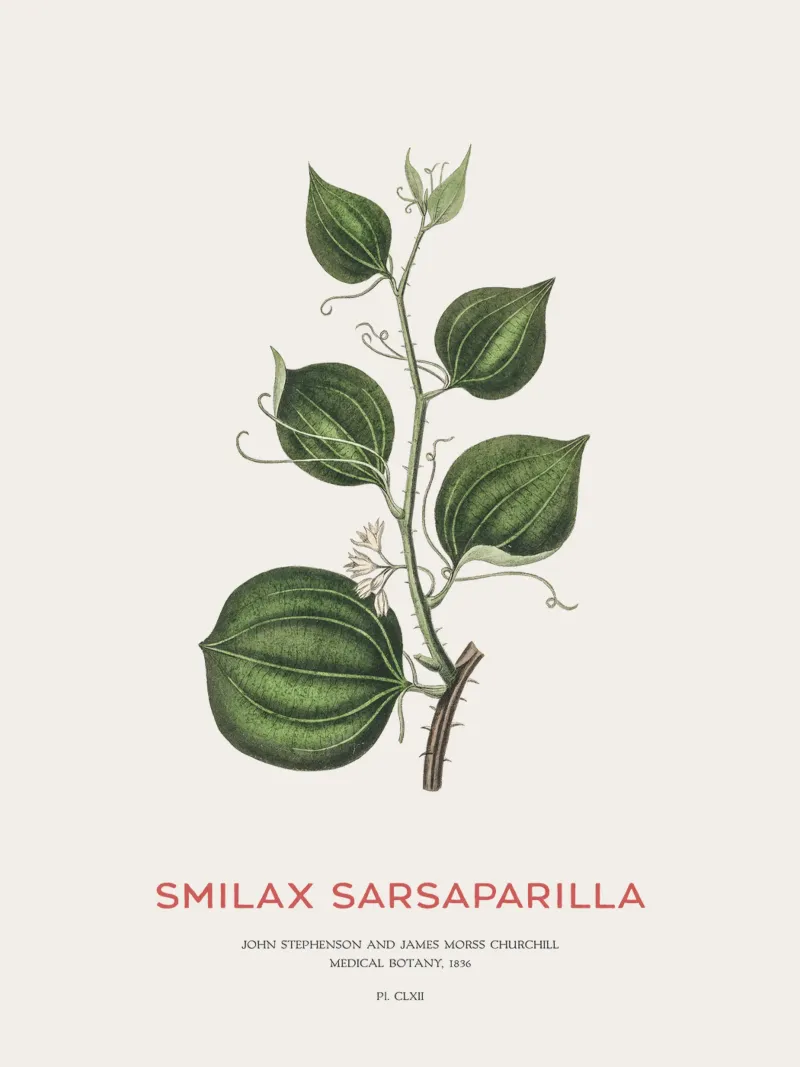 Sarsapariglia di gatto o Smilax pellicola backlit da Vintagrafica