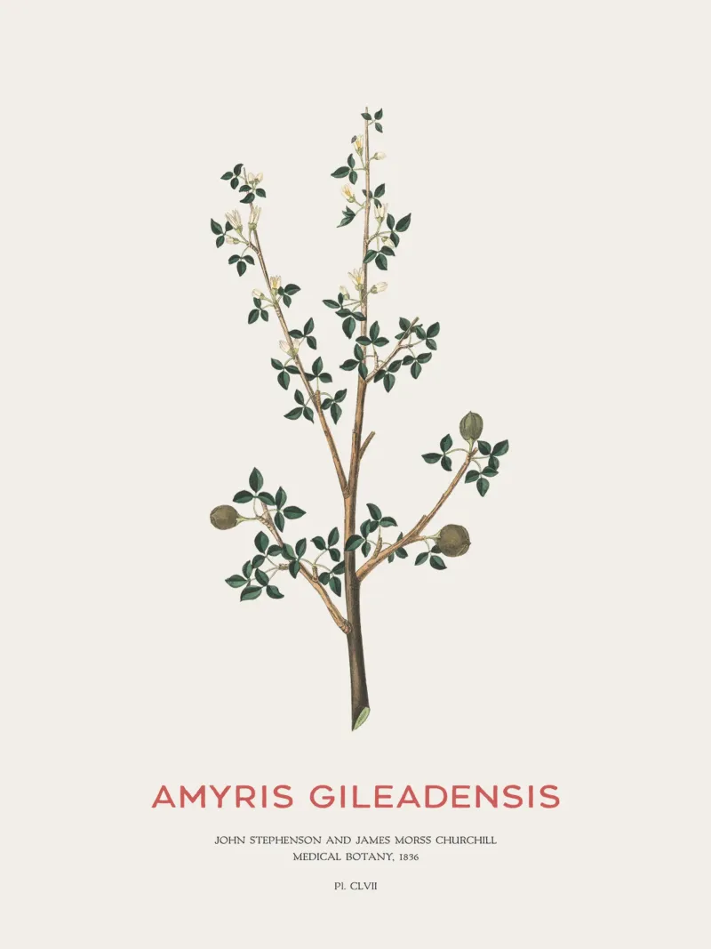 Albero del balsamo arabo o Amyris Gileadensis pellicola backlit da Vintagrafica