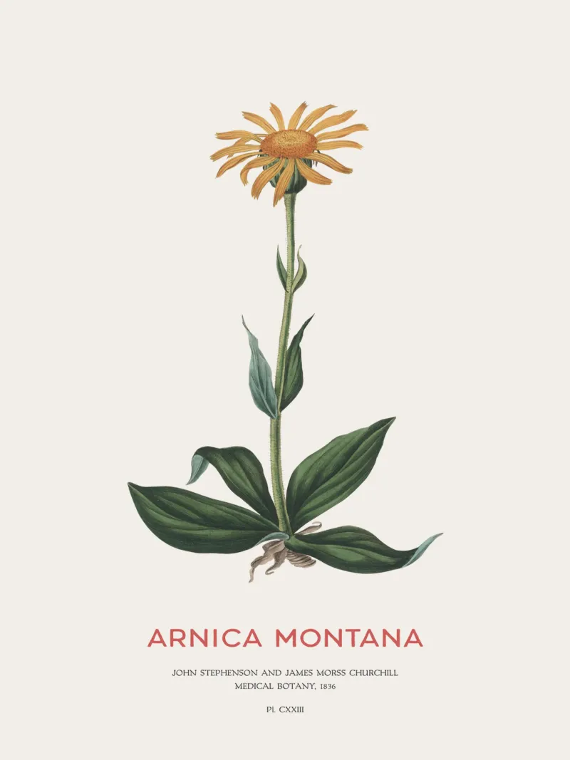Bergtabak oder Arnika Montana Hahnemühle von Vintagrafica