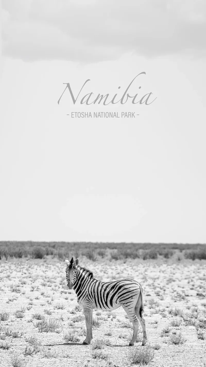 Zebra in der Wüste Namibias Hahnemühle von Südwärts