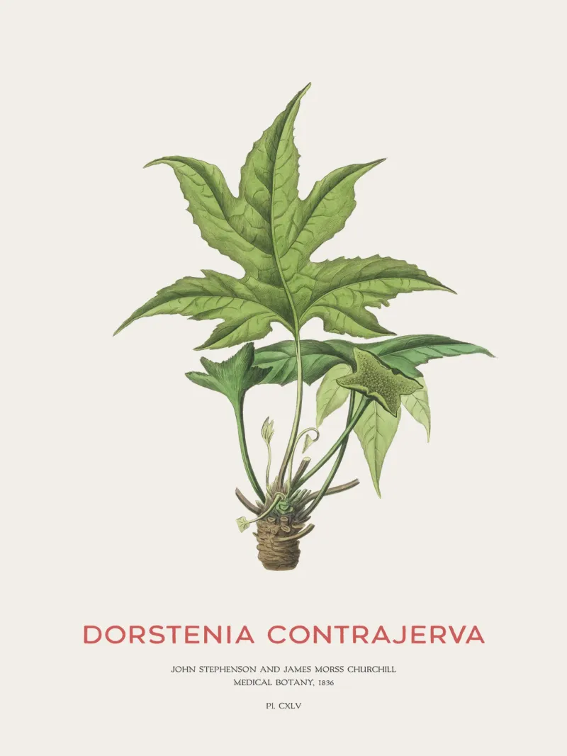 Dorstenia Сontrajerva pianta pellicola backlit da Vintagrafica