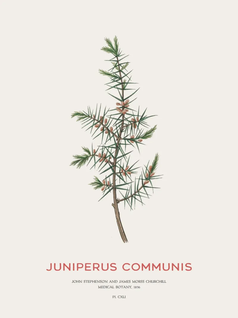 Wacholder oder Juniperus Communis Hahnemühle von Vintagrafica