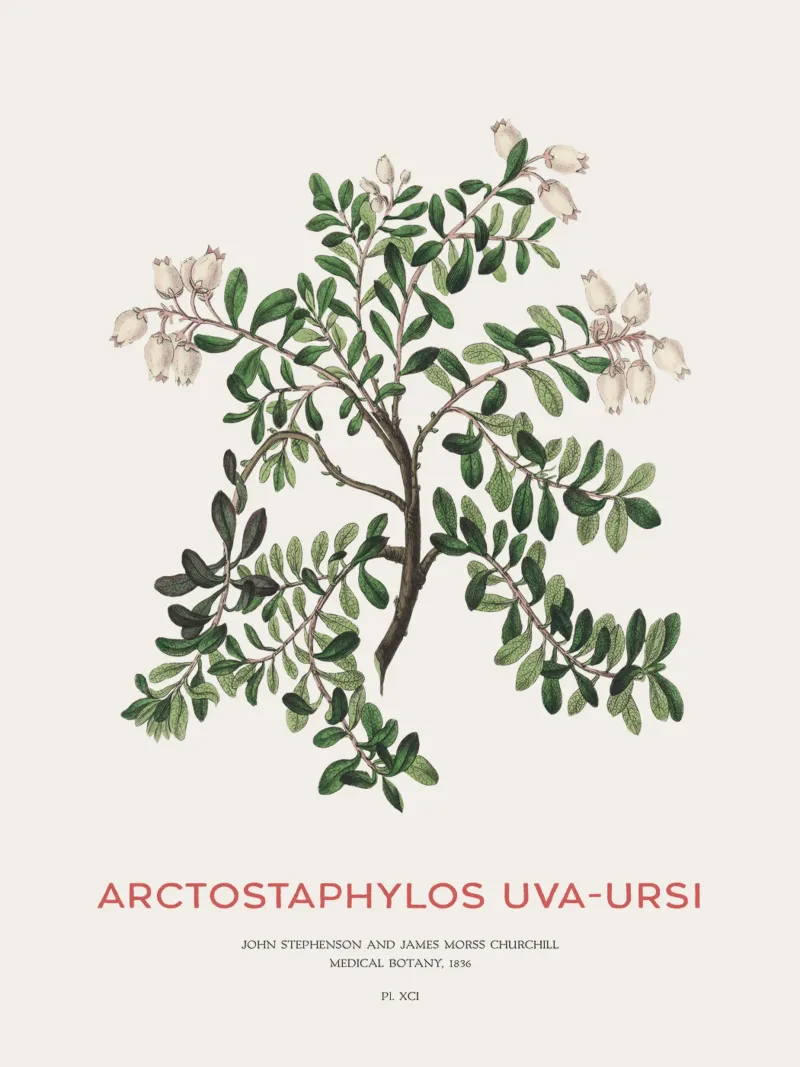 Uva ursina o Arctostaphylos Uva-ursi plexiglass da Vintagrafica