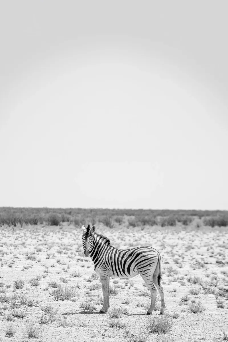 Zebra in der Wüste alluminio dibond da Südwärts