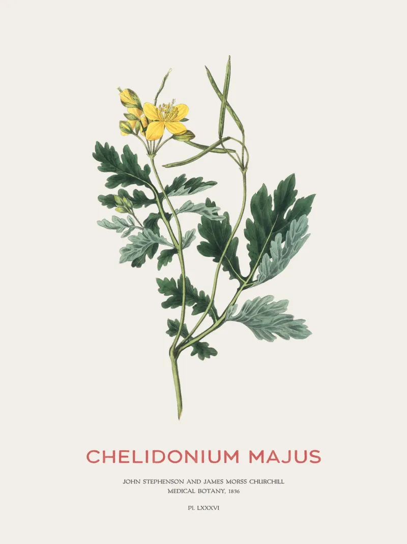 Großes Schöllkraut oder Chelidonium majus Poster mit Kunststoffrahmen von Vintagrafica