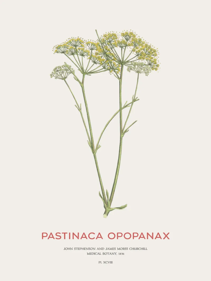 Pastinaca opopanax o Ercole tuttofare pellicola backlit da Vintagrafica